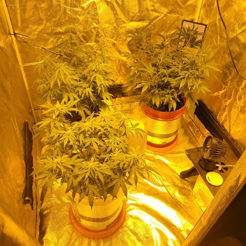 Cake N Chem #1 growlog timeline photo