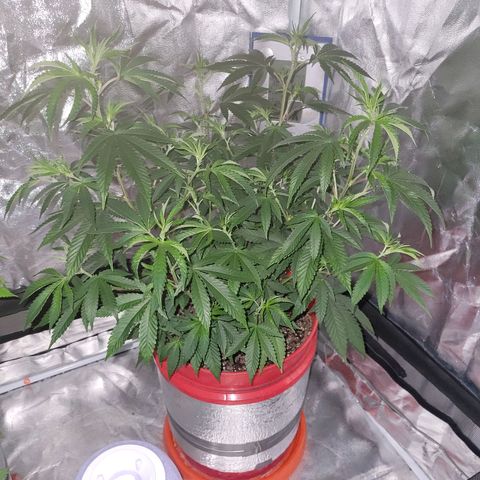 Cake N Chem #2 growlog photo: After/Before Pictures of Lollipopping Clone 2.