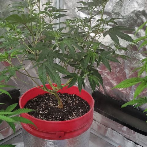Cake N Chem #2 growlog photo: After/Before Pictures of Lollipopping Clone 2.