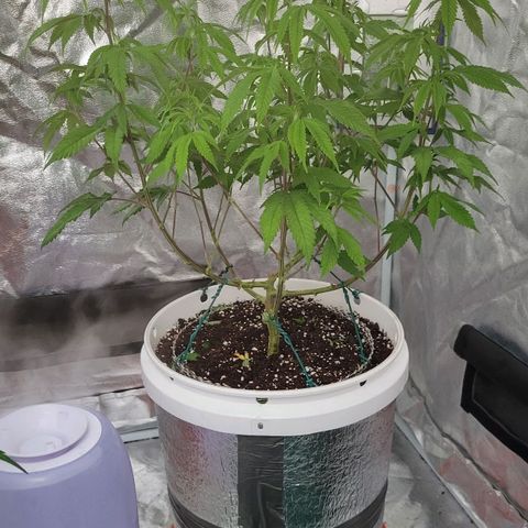 Cake N Chem #1 growlog photo: After/Before Lollipoping Clone 1