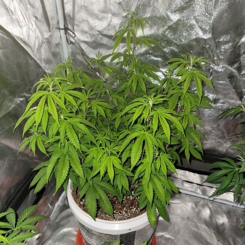 Cake N Chem #1 growlog photo: After/Before Lollipoping Clone 1