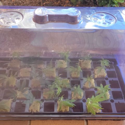 Cake N Chem #1 growlog photo: Pulled clones from trimmings on the 2 Clones. The cycle repeats. 