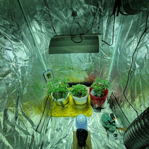 Cake N Chem #1 growlog timeline photo