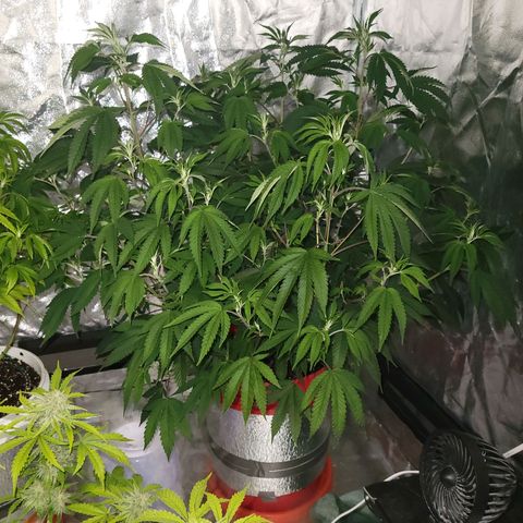 Cake N Chem #2 growlog timeline photo