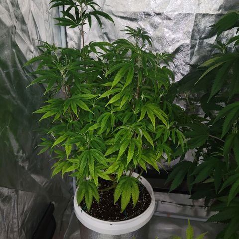 Cake N Chem #1 growlog photo: Color is starting to come back. 