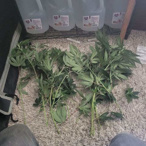 Cake N Chem #2 growlog photo: Depressing I was unable to take these as clones or at least someone else could have. 