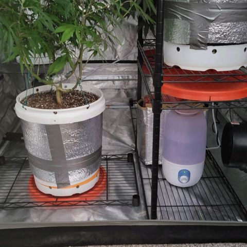 Cake N Chem #1 growlog photo: Changes to environment.
