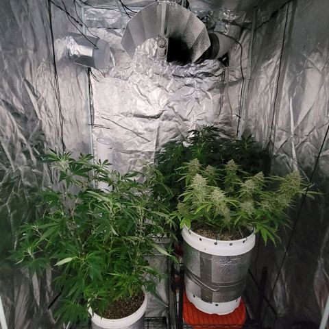 Cake N Chem #1 growlog photo: Changes to environment.