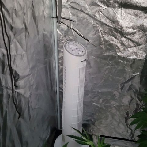Cake N Chem #1 growlog photo: Changes to environment.