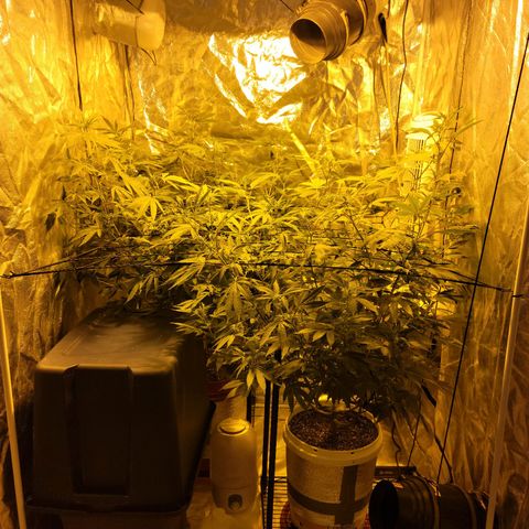 Cake N Chem #1 growlog timeline photo