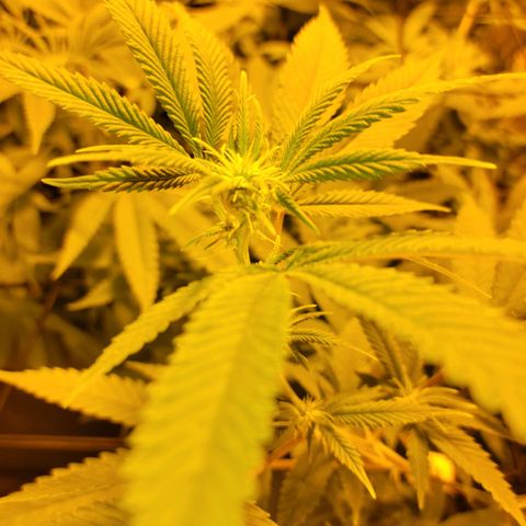 Cake N Chem #1 growlog photo: First flowers starting to bloom!