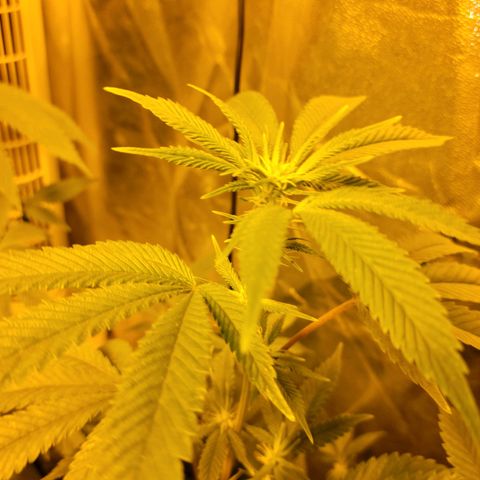 Cake N Chem #1 growlog photo: First flowers starting to bloom!