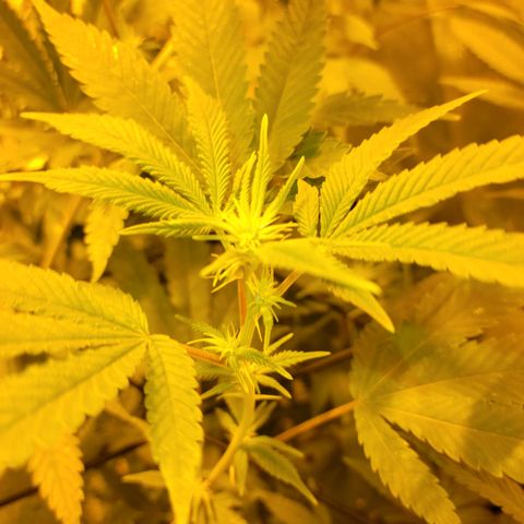 Cake N Chem #1 growlog photo: First flowers starting to bloom!
