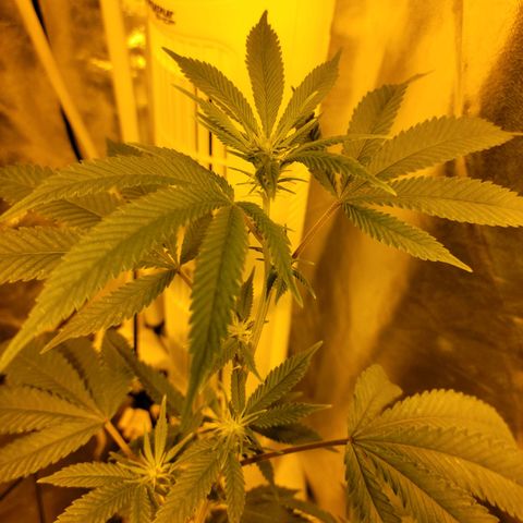 Cake N Chem #1 growlog photo: First flowers starting to bloom!