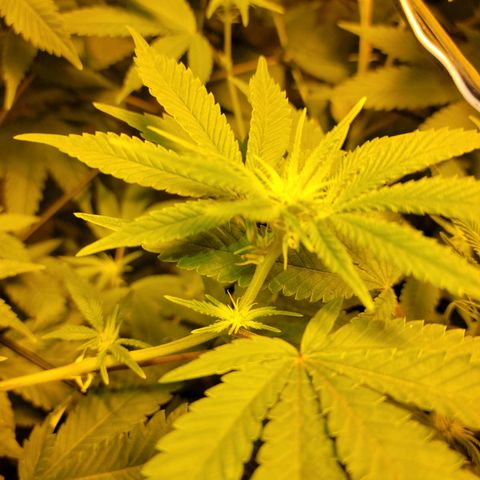 Cake N Chem #2 growlog photo: First flowers starting to bloom!