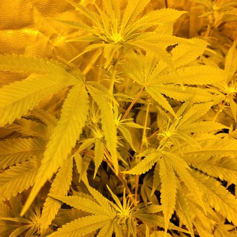 Cake N Chem #2 growlog photo: First flowers starting to bloom!