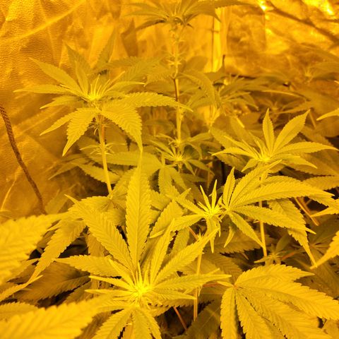 Cake N Chem #2 growlog photo: First flowers starting to bloom!