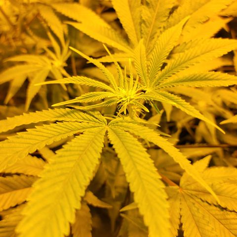 Cake N Chem #2 growlog photo: First flowers starting to bloom!