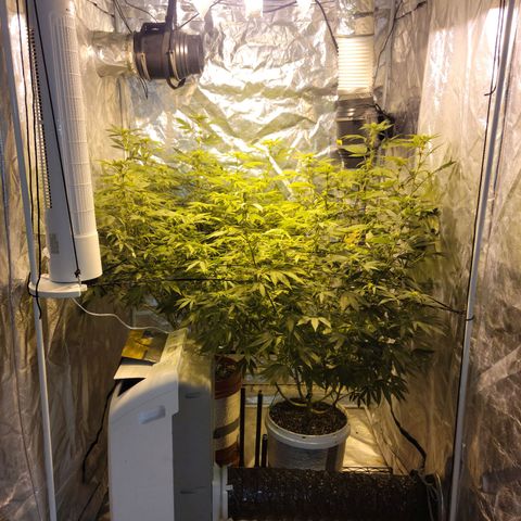 Cake N Chem #1 growlog timeline photo