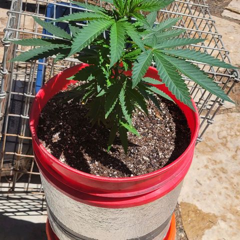 Sour Zkittlez growlog timeline photo