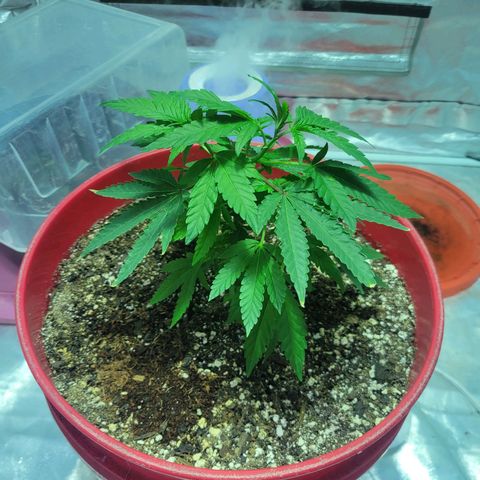 Sour Zkittlez growlog timeline photo