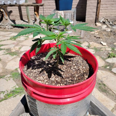 Sour Zkittlez growlog timeline photo