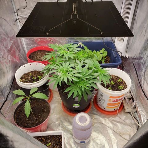 Sour Zkittlez growlog photo: Ghost OG Auto, Carrots, Beats, Bell Pepper, Sour Zkittlez Photo, Tomatoe, Avacado, Spinach 