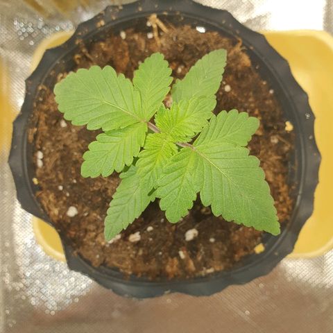 MOBY-D growlog timeline photo