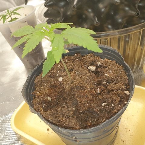 CRITICAL+2 growlog timeline photo