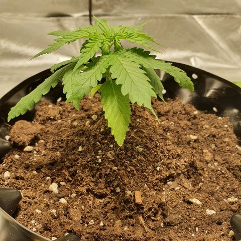 #1 growlog timeline photo