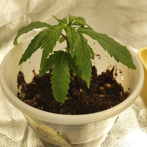 #3 growlog timeline photo