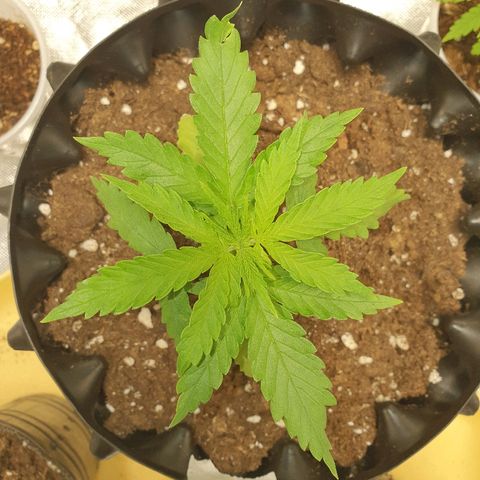 #1 growlog timeline photo