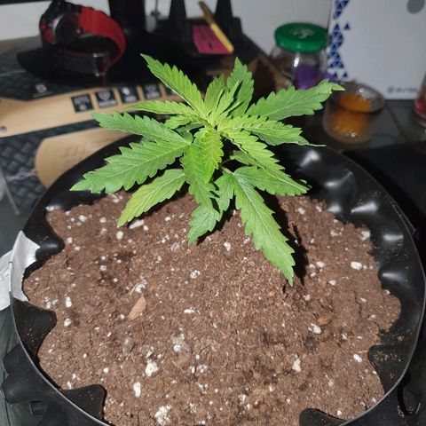 #1 growlog timeline photo