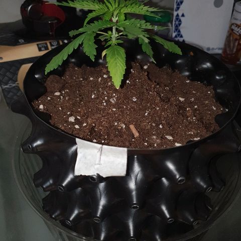 #1 growlog timeline photo