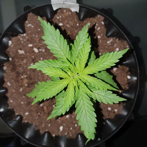 #1 growlog timeline photo