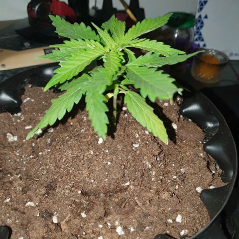 #1 growlog timeline photo