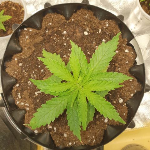 #1 growlog timeline photo