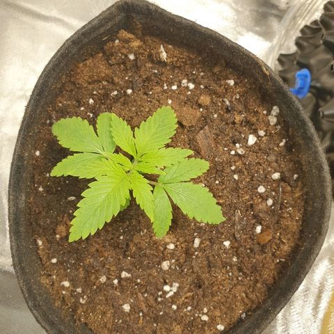 CRITICAL+2 growlog timeline photo