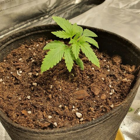 CRITICAL+2 growlog timeline photo
