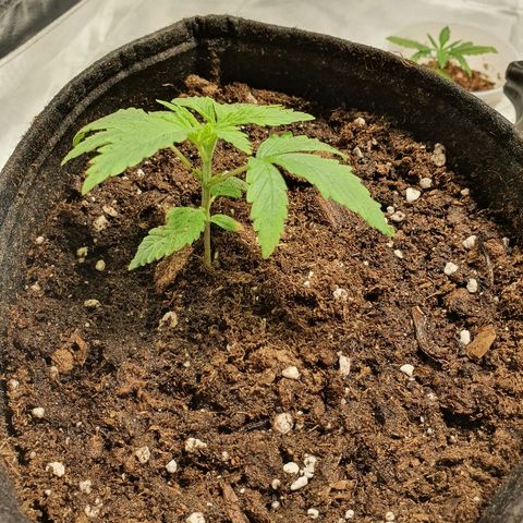 CRITICAL+2 growlog timeline photo