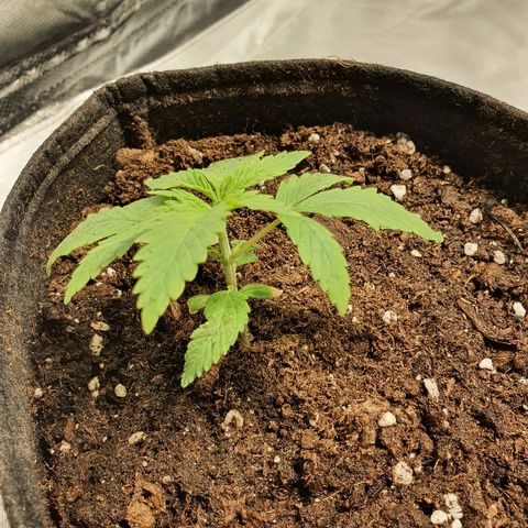 CRITICAL+2 growlog timeline photo