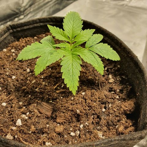 CRITICAL+2 growlog timeline photo