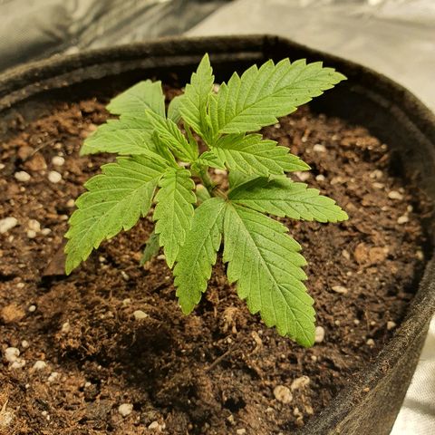 CRITICAL+2 growlog timeline photo