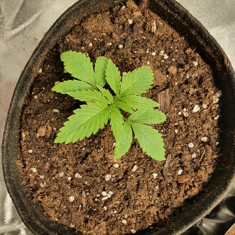 CRITICAL+2 growlog timeline photo