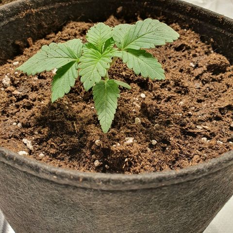 MOBY-D growlog timeline photo