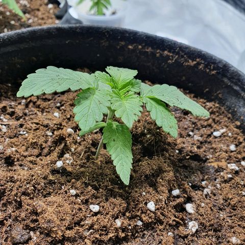 MOBY-D growlog timeline photo