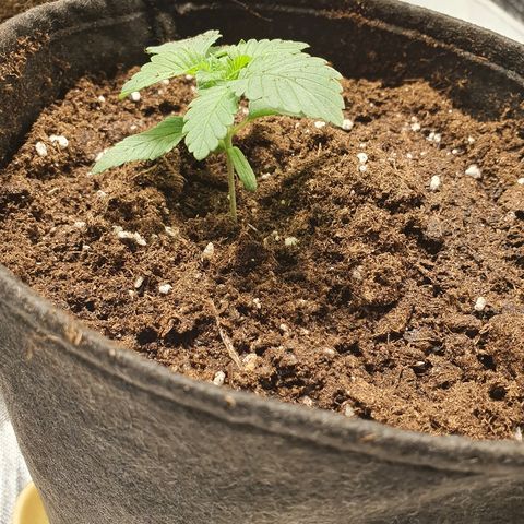 MOBY-D growlog timeline photo