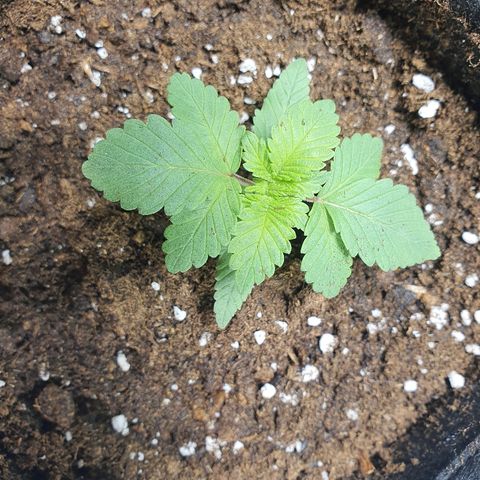 MOBY-D growlog timeline photo