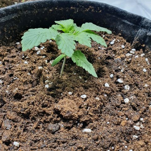 MOBY-D growlog timeline photo