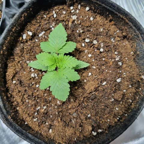 MOBY-D growlog timeline photo